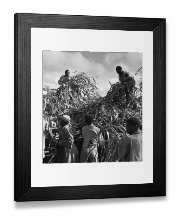 Framed Print : African Harvest Framed Print : African Harvest