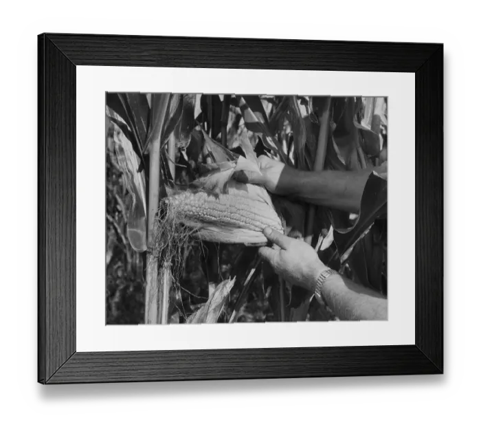 Framed Print : Maize Farming Framed Print : Maize Farming