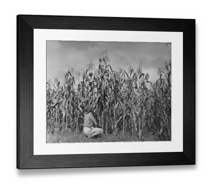 Framed Print : Maize Farming