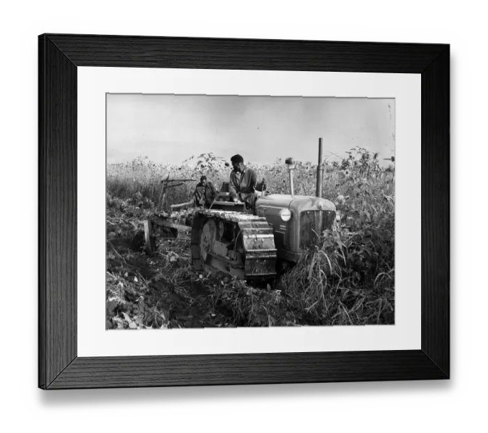 Framed Print : Sunflower Crop