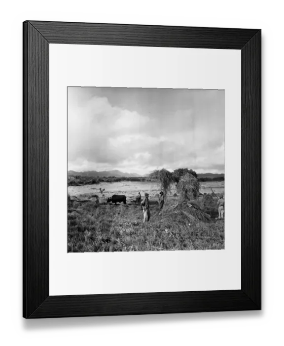 Framed Print : Turning Hay Framed Print : Turning Hay