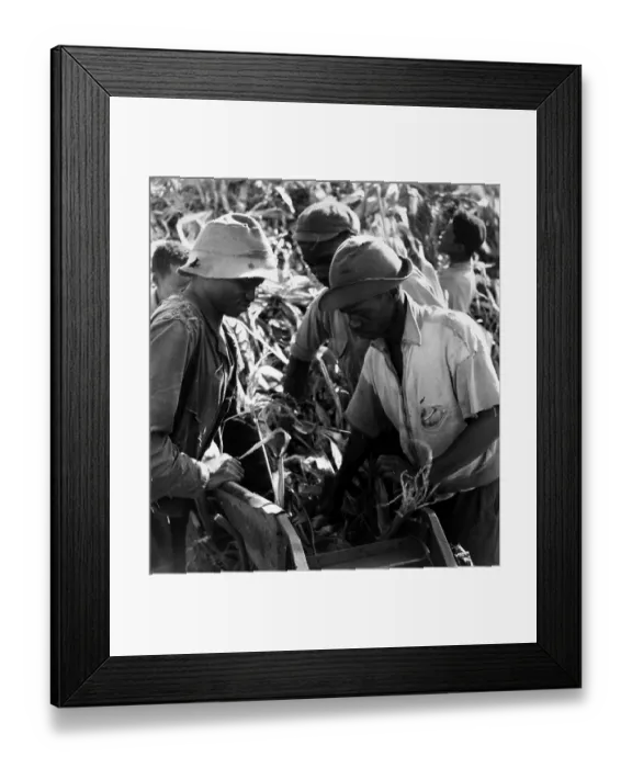 Framed Print : Maize Crop Framed Print : Maize Crop