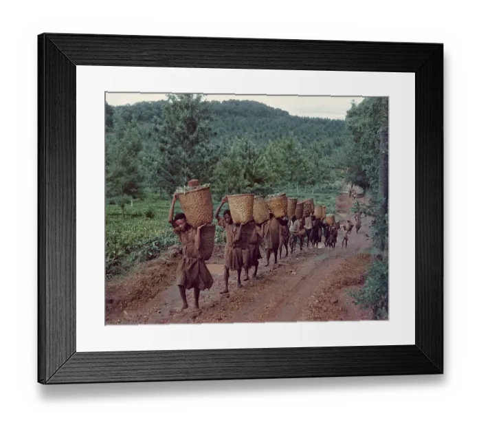 Framed Print : Tea Pickers Framed Print : Tea Pickers