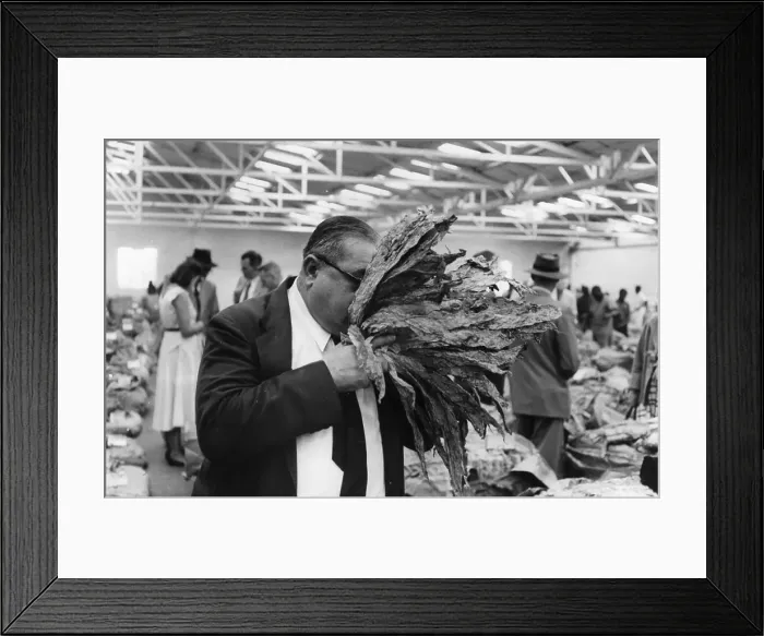 Framed Print : Tobacco Buyer Framed Print : Tobacco Buyer