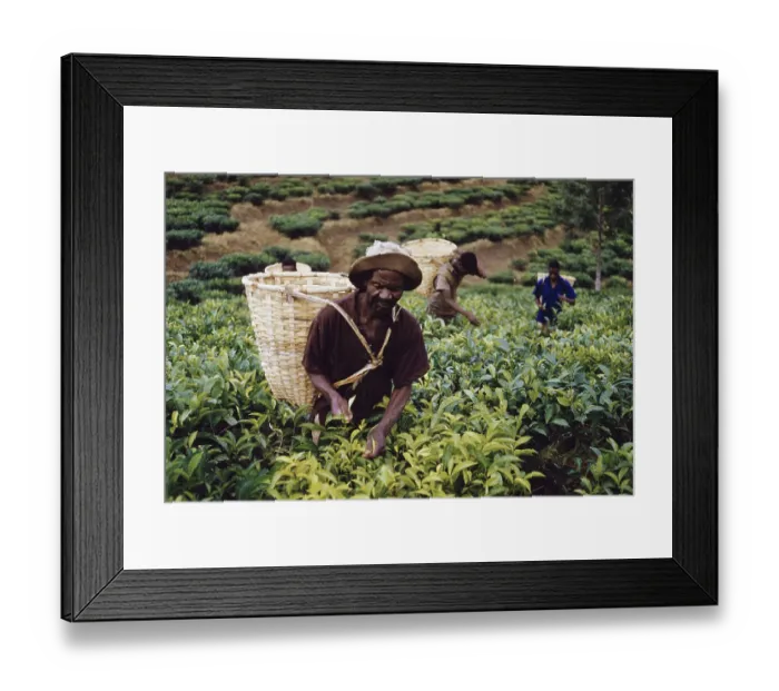 Framed Print : Tea In Nyasaland Framed Print : Tea In Nyasaland