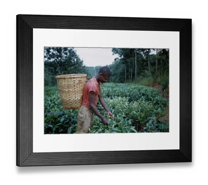 Framed Print : Tea In Nyasaland Framed Print : Tea In Nyasaland