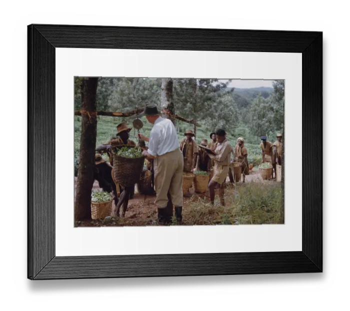 Framed Print : Tea In Nyasaland Framed Print : Tea In Nyasaland