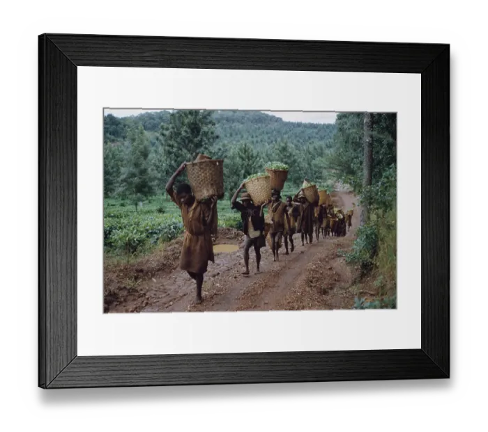 Framed Print : Tea In Nyasaland Framed Print : Tea In Nyasaland