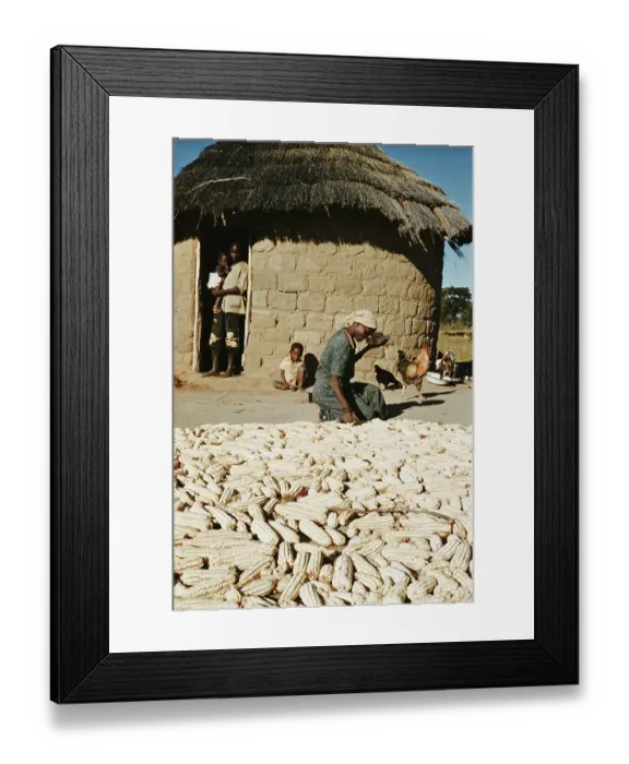 Framed Print : Sorting Groundnuts Framed Print : Sorting Groundnuts