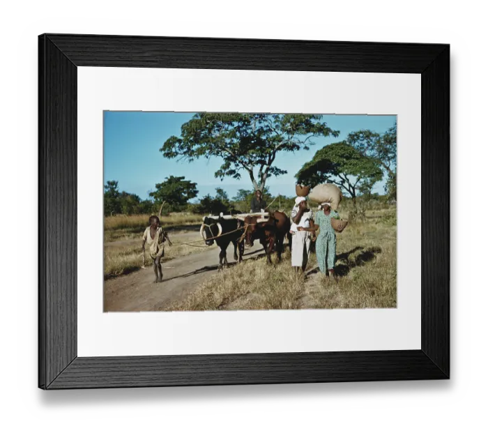 Framed Print : Bullock Cart Framed Print : Bullock Cart