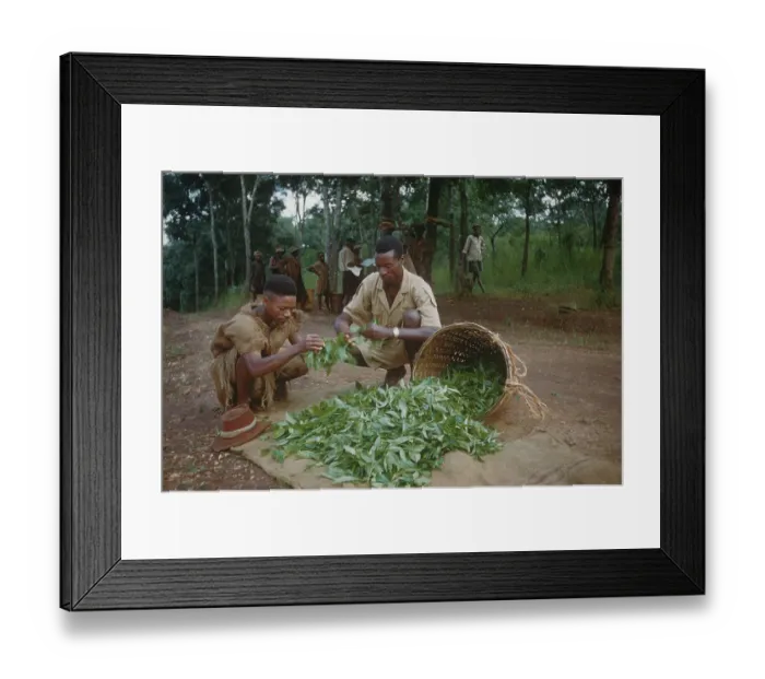 Framed Print : Tea Pickers Framed Print : Tea Pickers