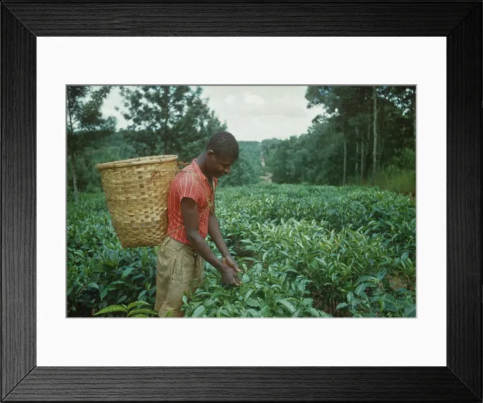 Framed Print : Tea Picker Framed Print : Tea Picker