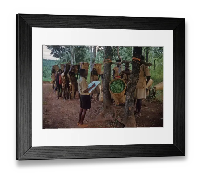 Framed Print : Weighing Tea Framed Print : Weighing Tea