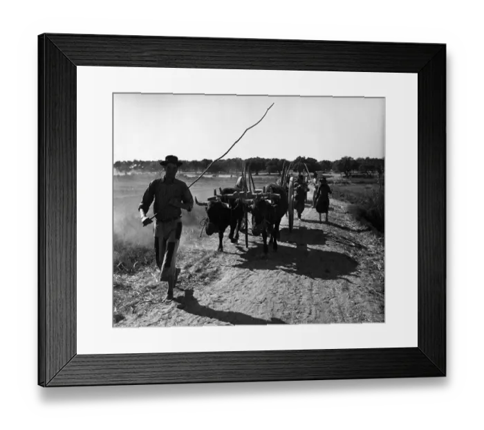 Framed Print : Portuguese Oxen Framed Print : Portuguese Oxen