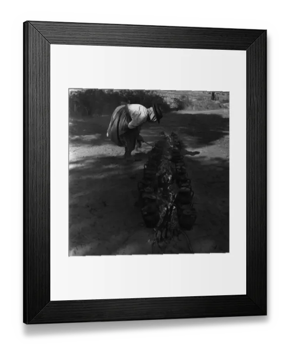 Framed Print : Rice Harvest Framed Print : Rice Harvest