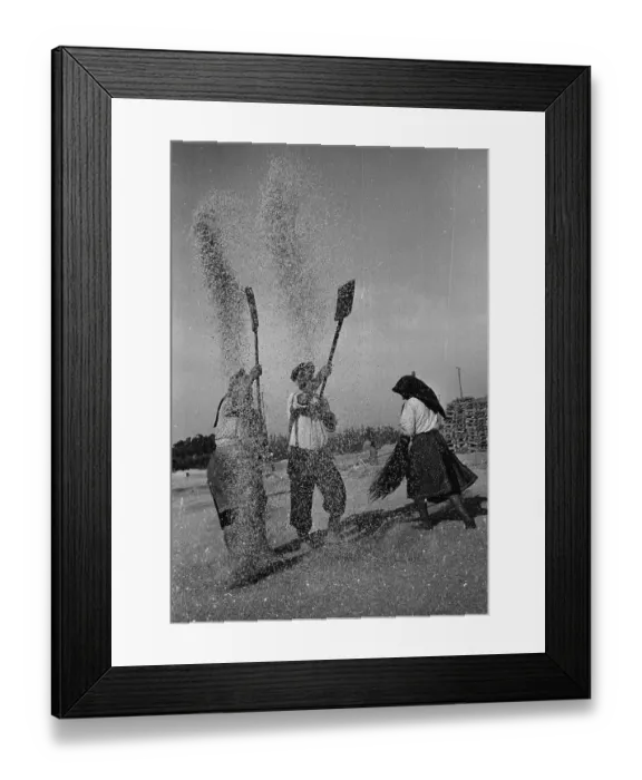 Framed Print : Tossing the Grain Framed Print : Tossing the Grain