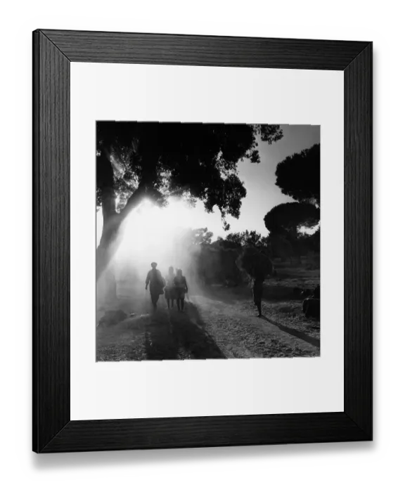 Framed Print : Rice Harvest Framed Print : Rice Harvest