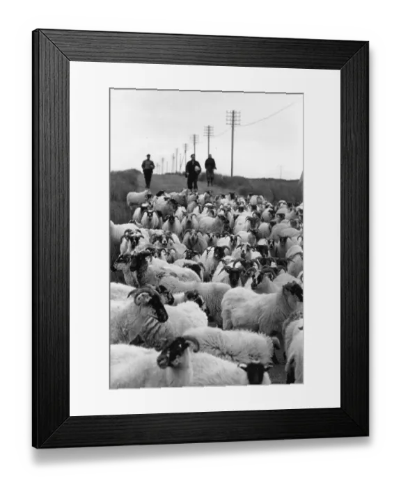 Framed Print : Herd Of Sheep Framed Print : Herd Of Sheep