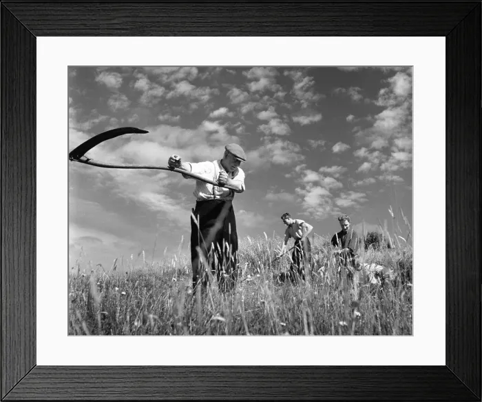 Framed Print : Reaping. Harvest time on the island of Lewis and Harris in the Outer Hebrides Framed Print : Reaping. Harvest time on the island of Lewis and Harris in the Outer Hebrides