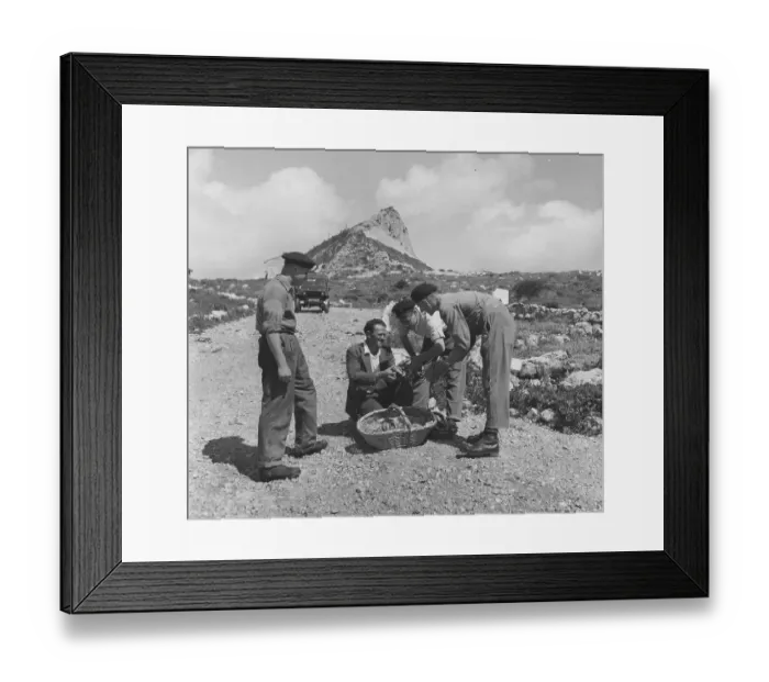 Framed Print : Army Bananas Framed Print : Army Bananas