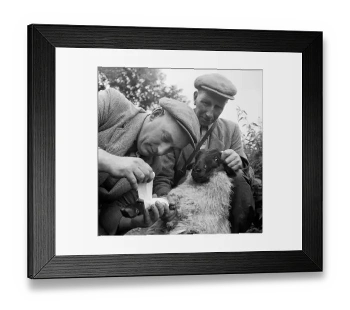 Framed Print : First Aid. 12th September 1953: Crofter Donald Fraser fixes a splint on