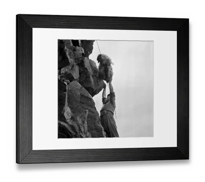 Framed Print : Sheep Rescue
