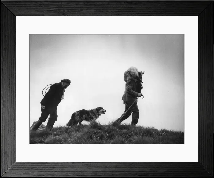 Framed Print : Carrying Lamb Framed Print : Carrying Lamb