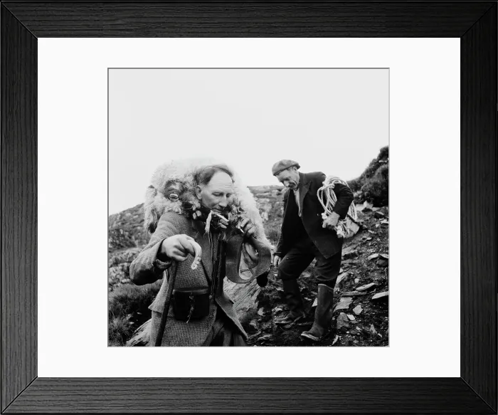 Framed Print : Shouldering Sheep Framed Print : Shouldering Sheep