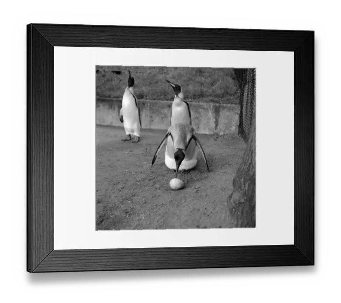 Framed Print : Penguin Posse