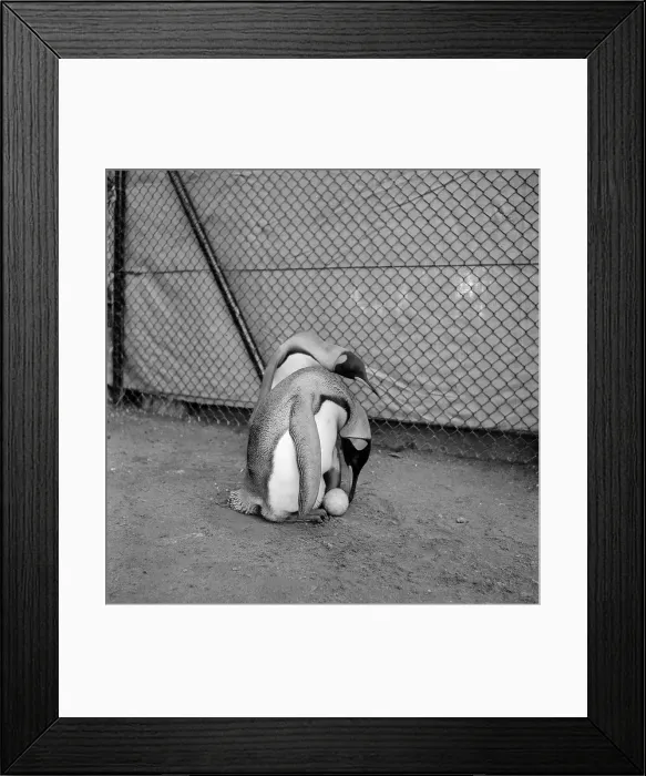 Framed Print : King Penguins Framed Print : King Penguins