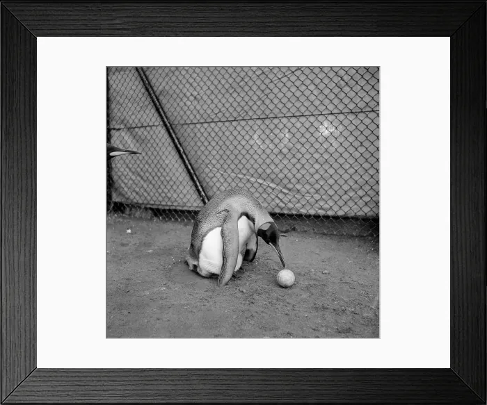 Framed Print : Mary's Egg Framed Print : Mary's Egg