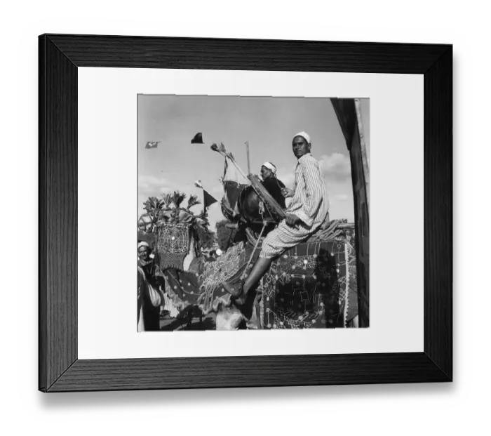 Framed Print : Ceremonial Camel Framed Print : Ceremonial Camel