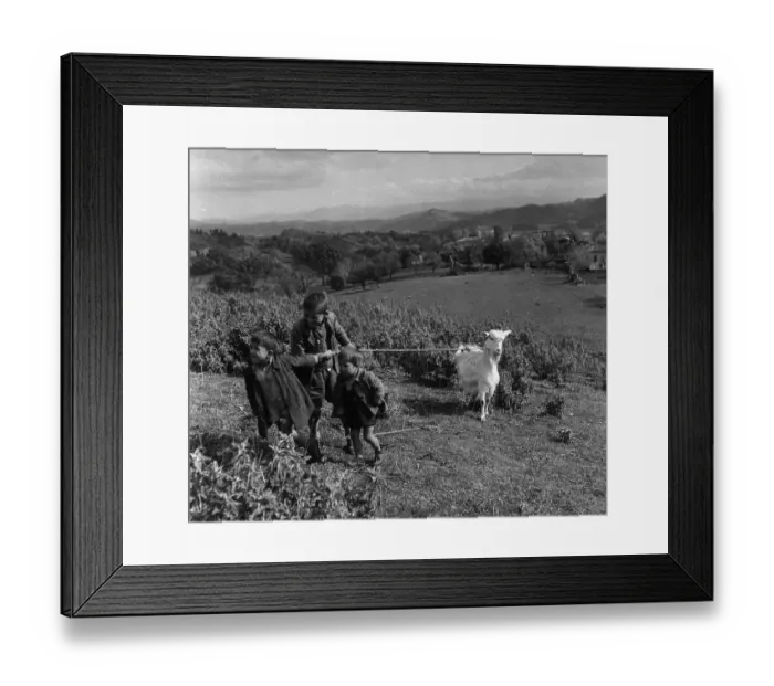 Framed Print : Playing The Goat Framed Print : Playing The Goat