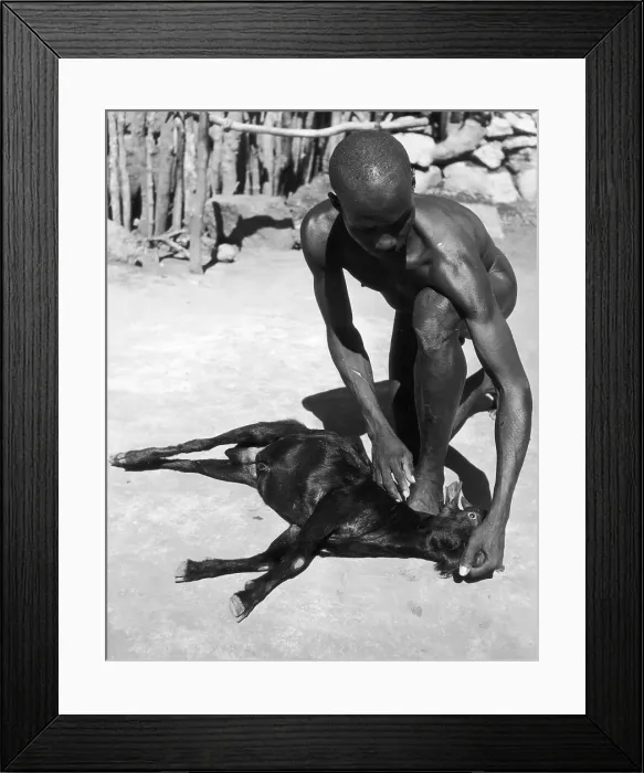 Framed Print : Sacrificial Goat