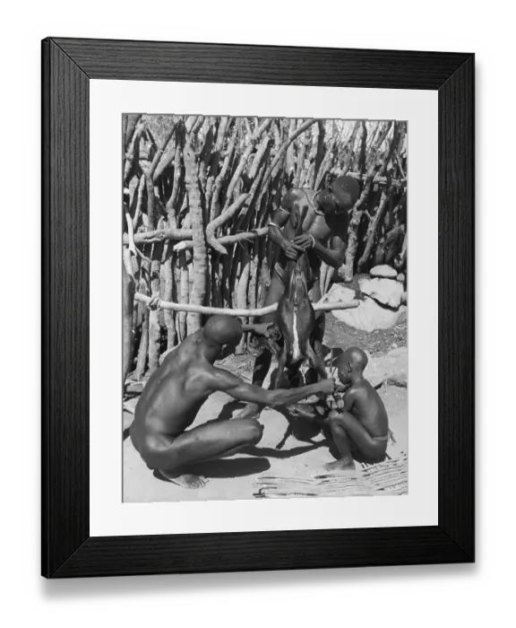 Framed Print : Sacrificial Goat Framed Print : Sacrificial Goat