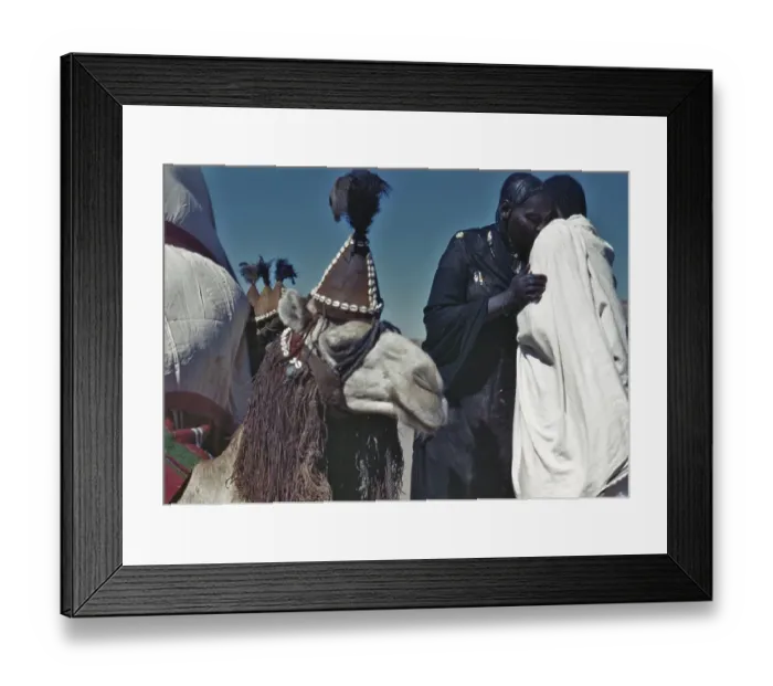 Framed Print : Camel In Headdress Framed Print : Camel In Headdress