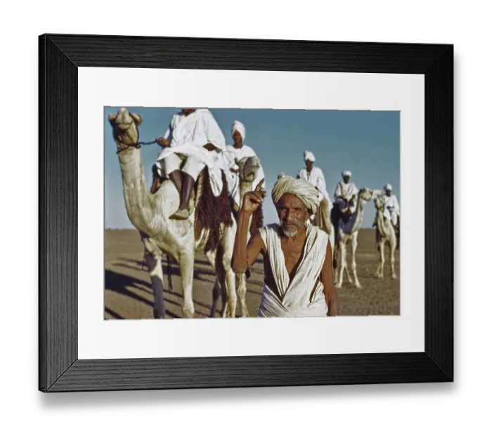 Framed Print : Camel Caravan Framed Print : Camel Caravan