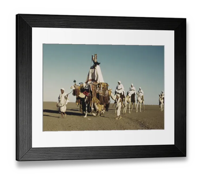 Framed Print : Camel Caravan Framed Print : Camel Caravan
