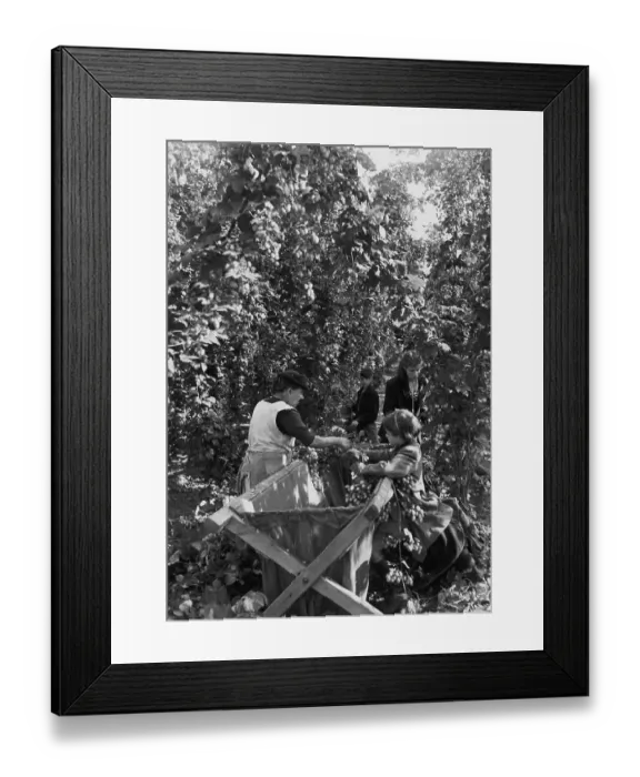 Framed Print : Kent Hop Pickers Framed Print : Kent Hop Pickers