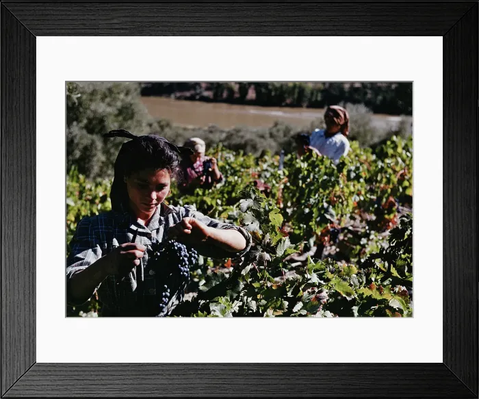 Framed Print : Portuguese Vineyard Framed Print : Portuguese Vineyard
