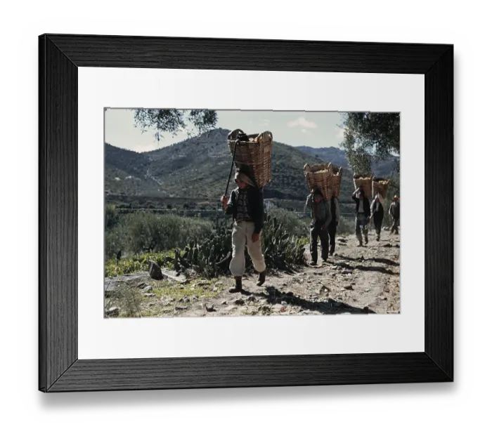 Framed Print : Grape Harvest Framed Print : Grape Harvest