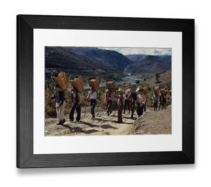 Framed Print : Grape Harvest Framed Print : Grape Harvest