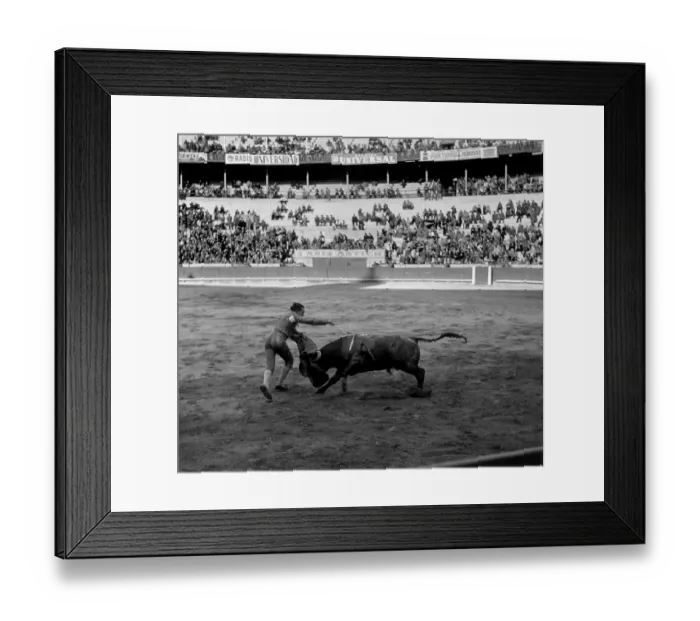 Framed Print : Bull Fighter Framed Print : Bull Fighter