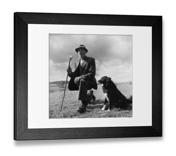 Framed Print : Shepherd. 21st October 1950: George Scott, a shepherd on a farm near Deadwater Framed Print : Shepherd. 21st October 1950: George Scott, a shepherd on a farm near Deadwater