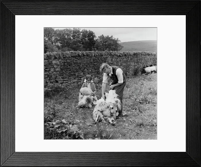 Framed Print : Sheep Shearing In Northumbria Framed Print : Sheep Shearing In Northumbria