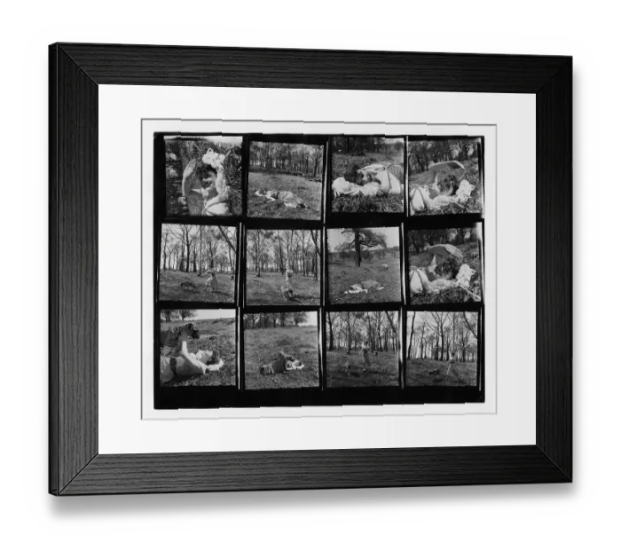 Framed Print : Audrey Hepburn In Richmond Park Framed Print : Audrey Hepburn In Richmond Park