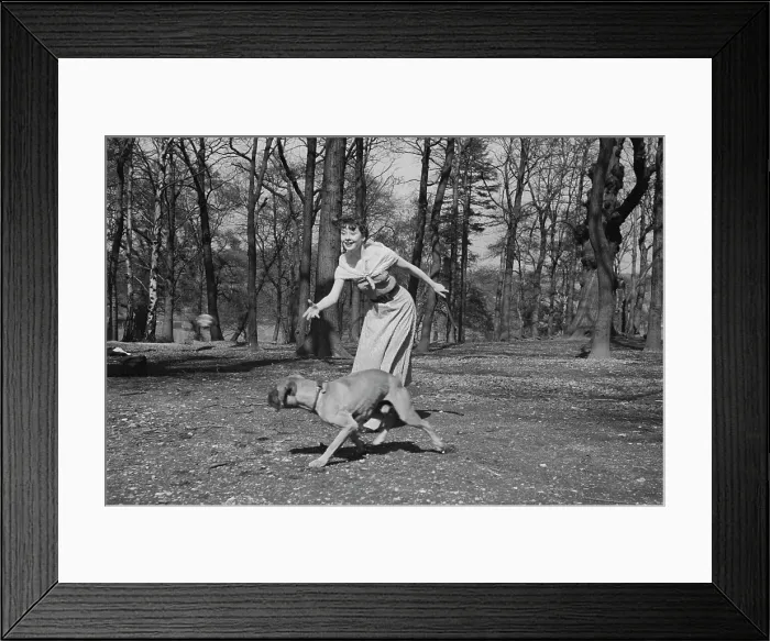 Framed Print : Audrey Hepburn In Richmond Park Framed Print : Audrey Hepburn In Richmond Park