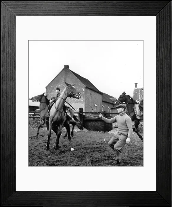 Framed Print : Training Horses Framed Print : Training Horses