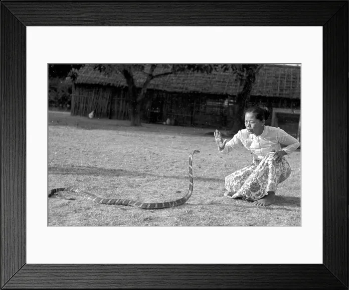 Framed Print : Charming Snake Framed Print : Charming Snake