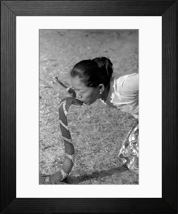 Framed Print : Kissing Cobra Framed Print : Kissing Cobra